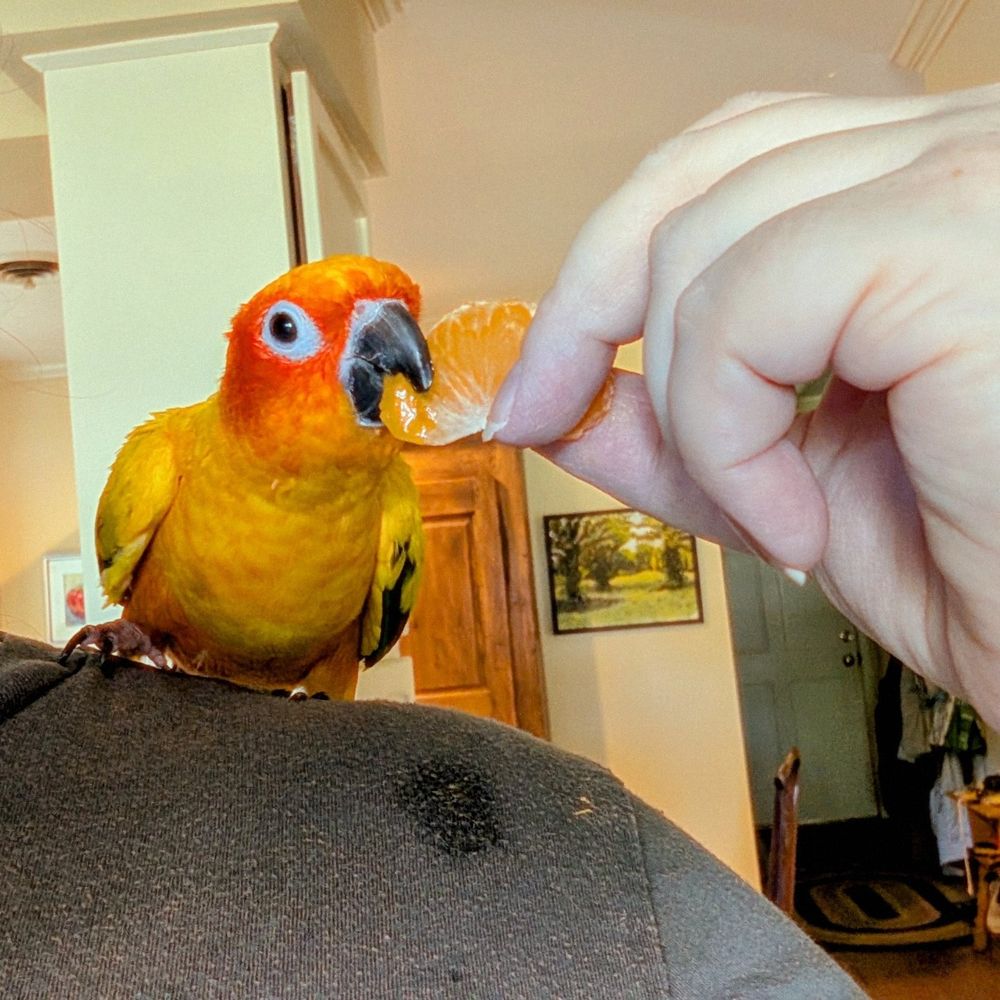 An orange and yellow parrot (a sun conure) with dark grey eyes and beak sits on my shoulder. My hand holds a segment of tangerine for her to bite, and the juice has stained my grey T-shirt.