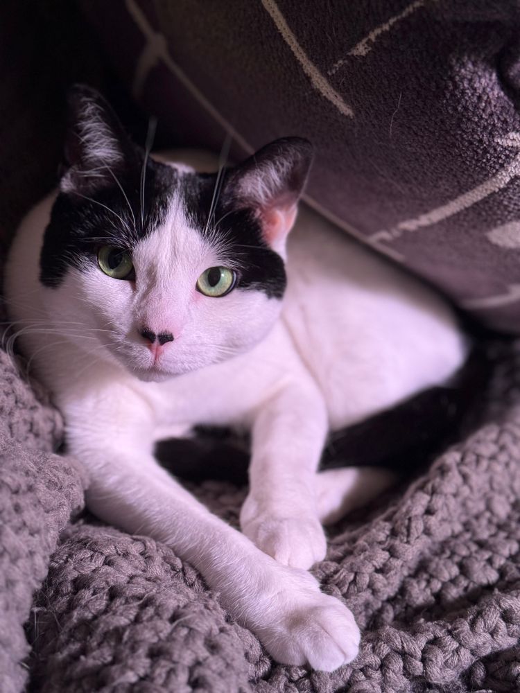 Close up of a black and white cat laying on a blanket under a couch pillow. She is looking up at me behind my phone. 