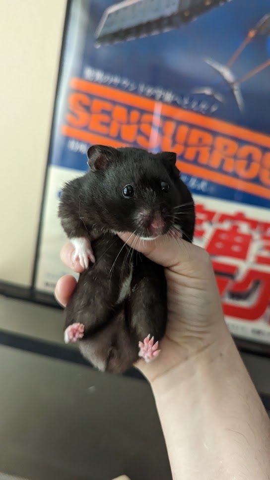black hamster being held