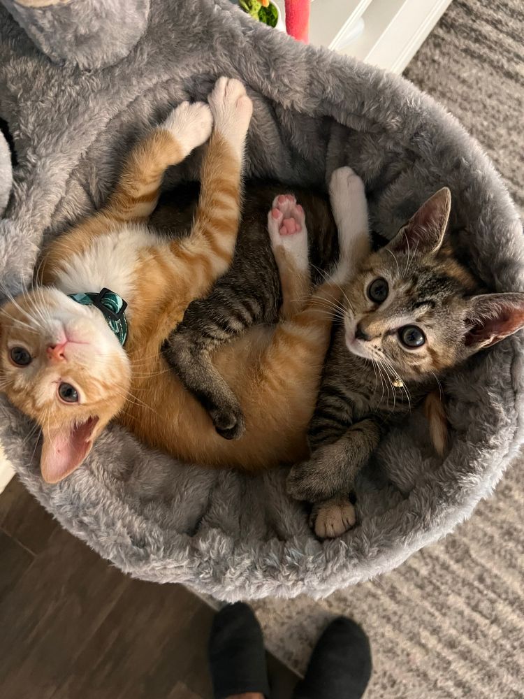 Oliver and Sparrow in the bowl-bed as a tangle of limbs
