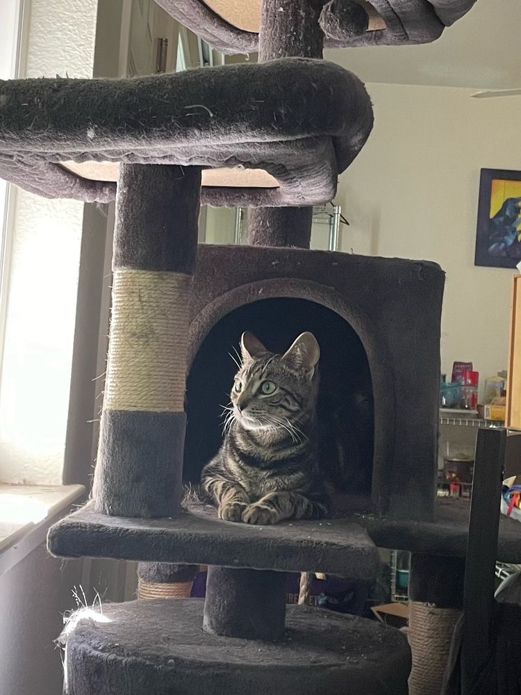 Female brown striped tabby kitten