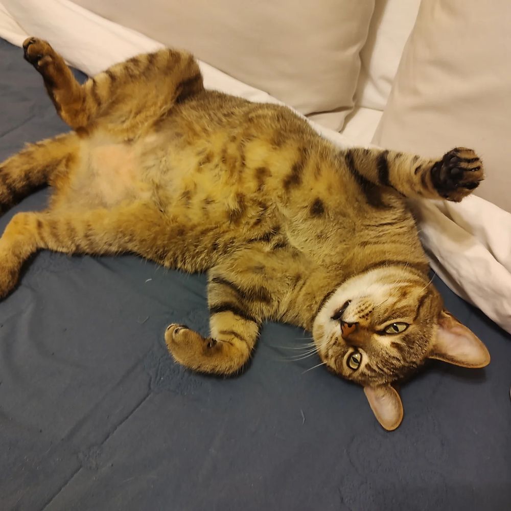 Cat laying on its back lazily with paws strewn about 