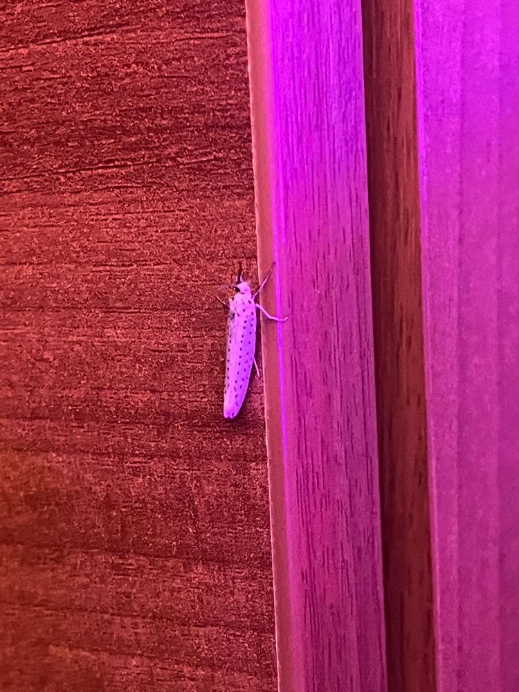 A photo of a white moth with brown speckles 