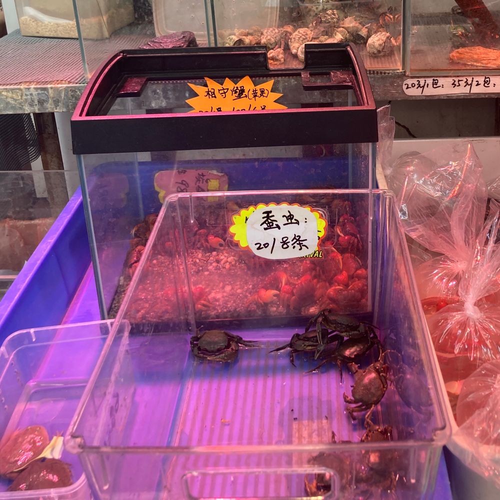 写真：カニの水槽に「蚕虫」と書かれている。