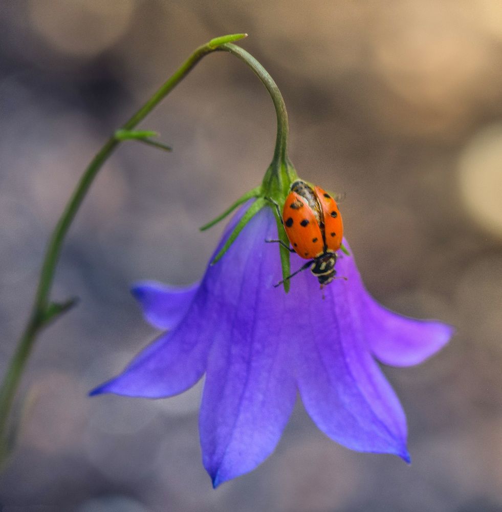 Ladybug on a small hairbell