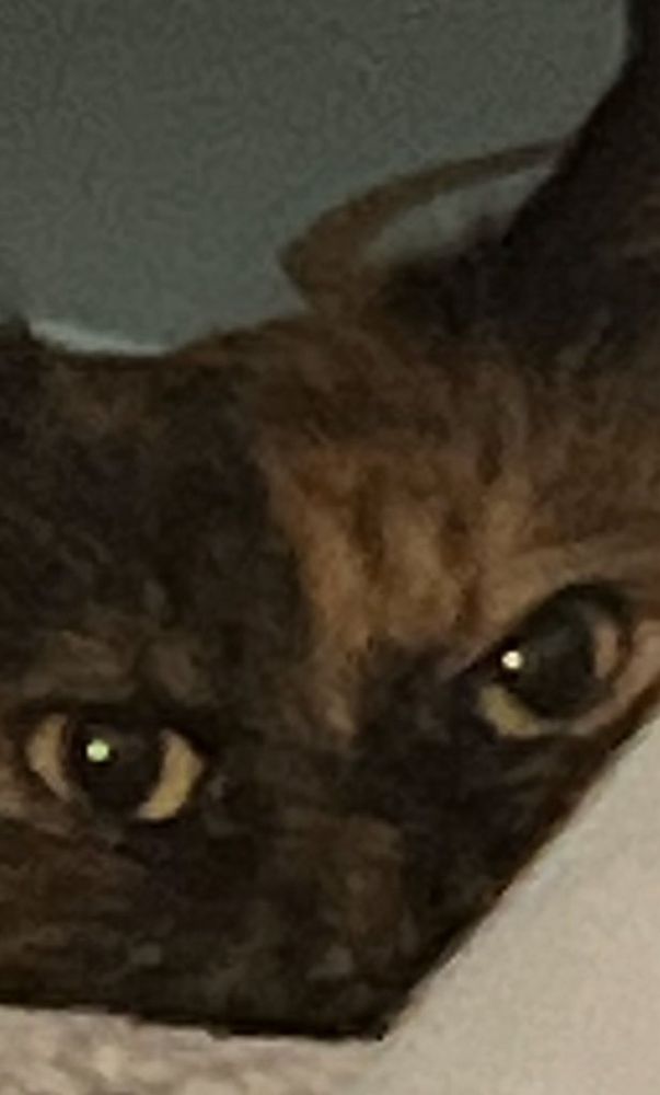 Zoom in on a tortie cat 