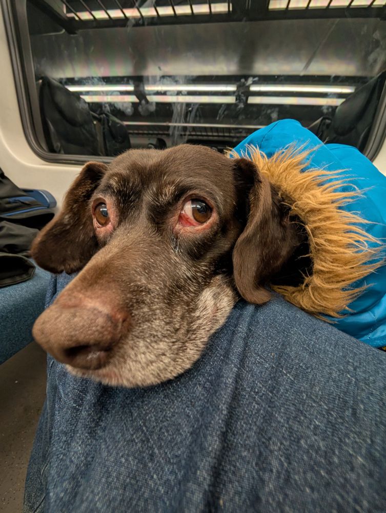 Fisheye lens shot of a medium sized brown dog wearing a coat, resting his head on a leg and looking at the camera.