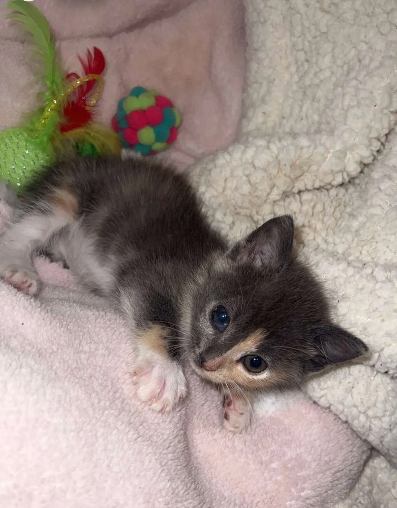 kitten
