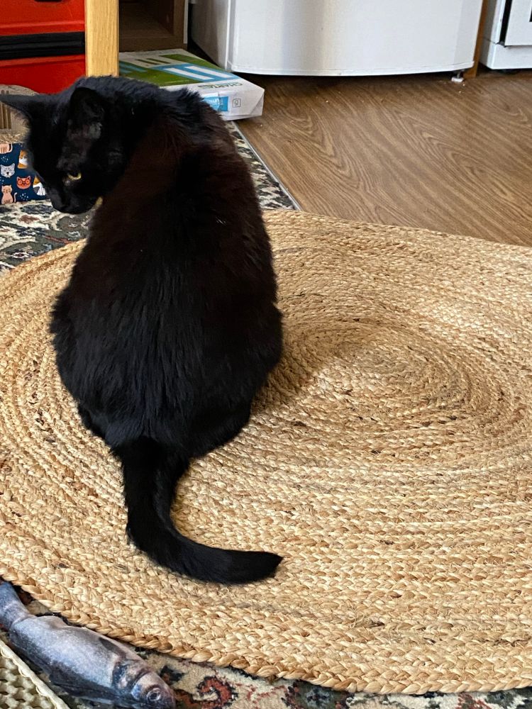Black cat sitting on jute mat for the first time 