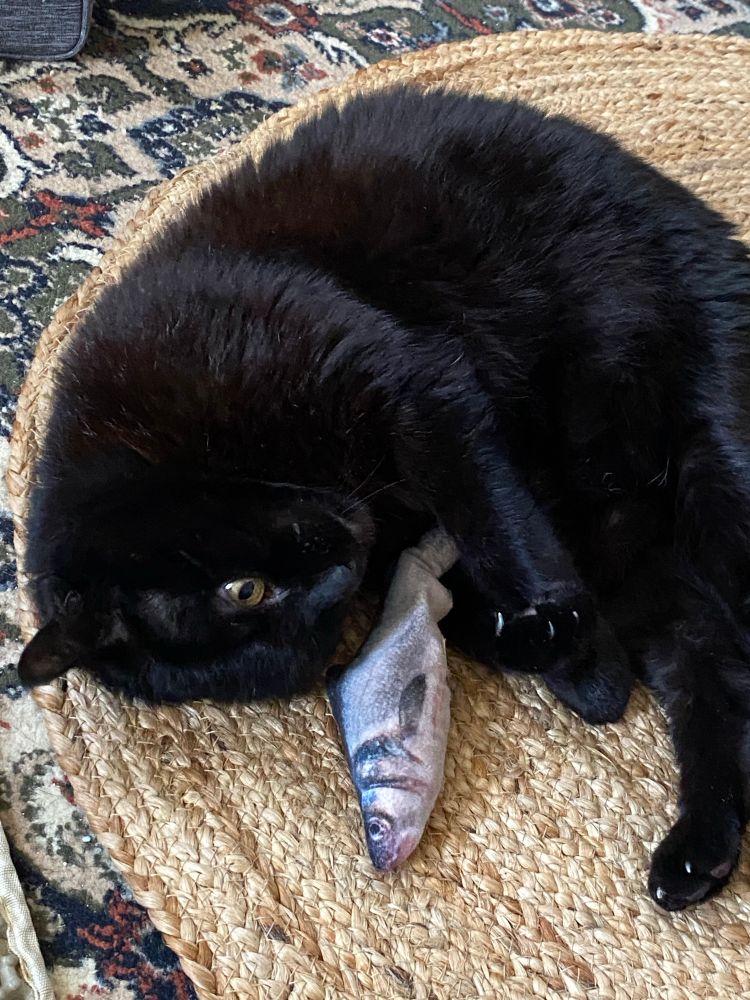 Black cat curled up on jute mat with toy fish