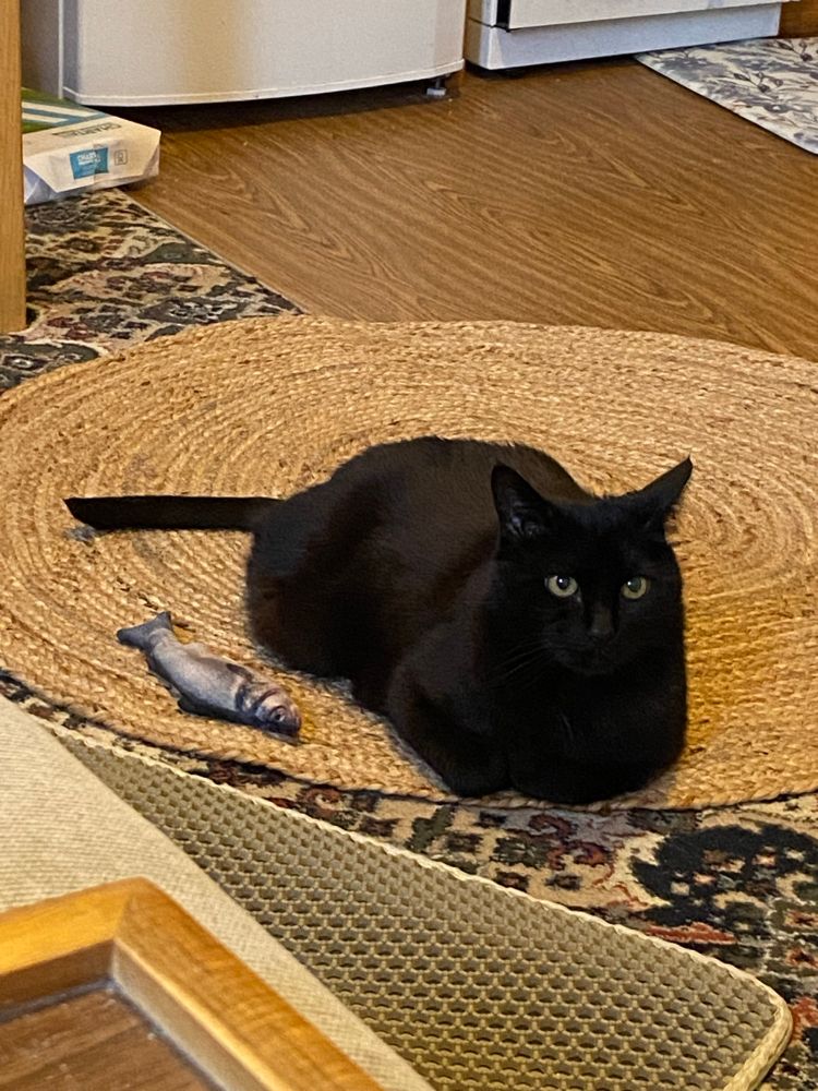 Black cat sitting on jute mat 1