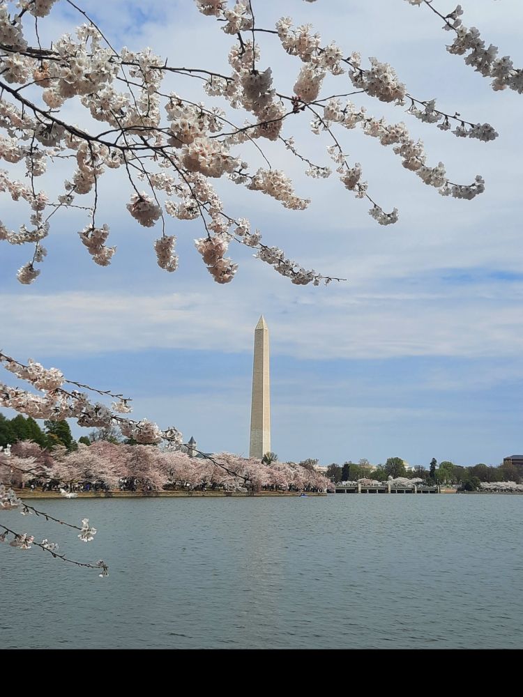 Washington Monument as seen from the Tidal Basin with cherry blossoms in the foreground and background