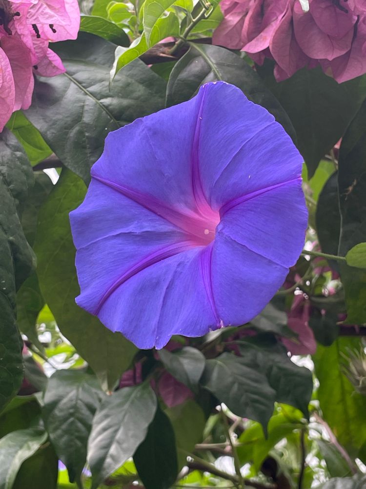 Morning glory flower
Purple with a pink centre on green foliage 