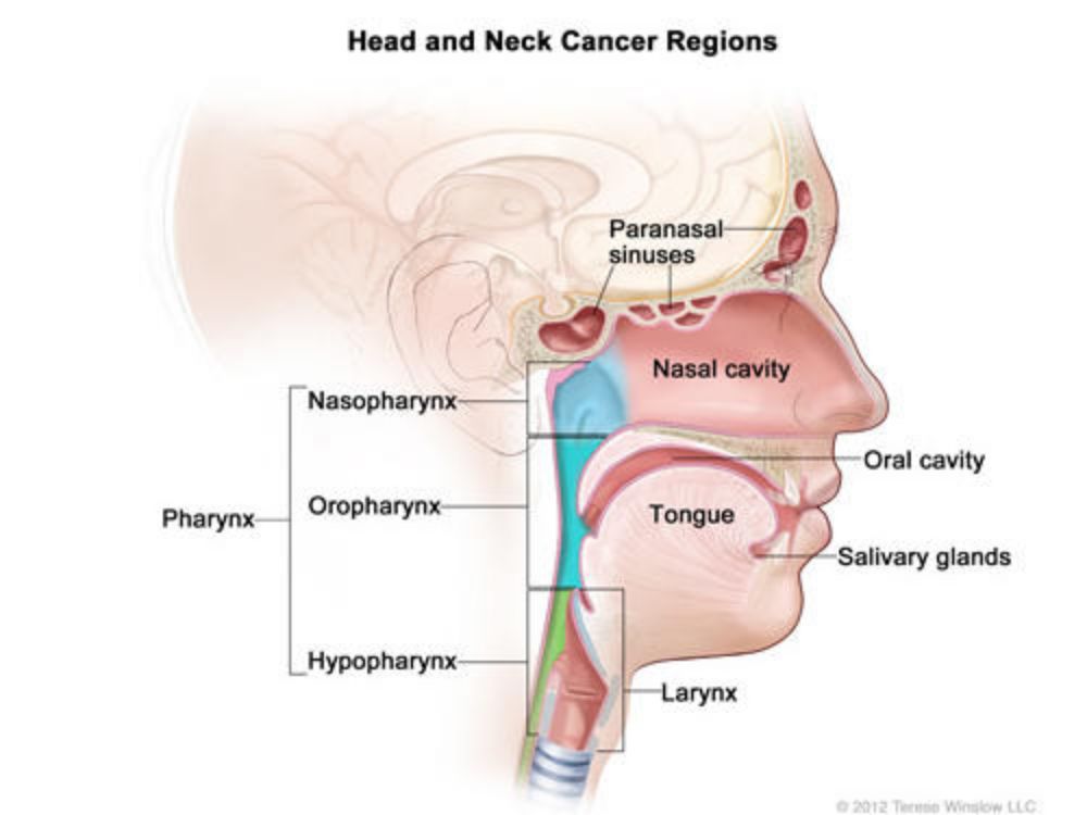 Head and Neck Cancers