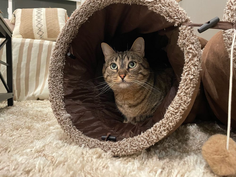 A chunky brown tabby looks excitedly outside of the crinkle tunnel he is laying in. 