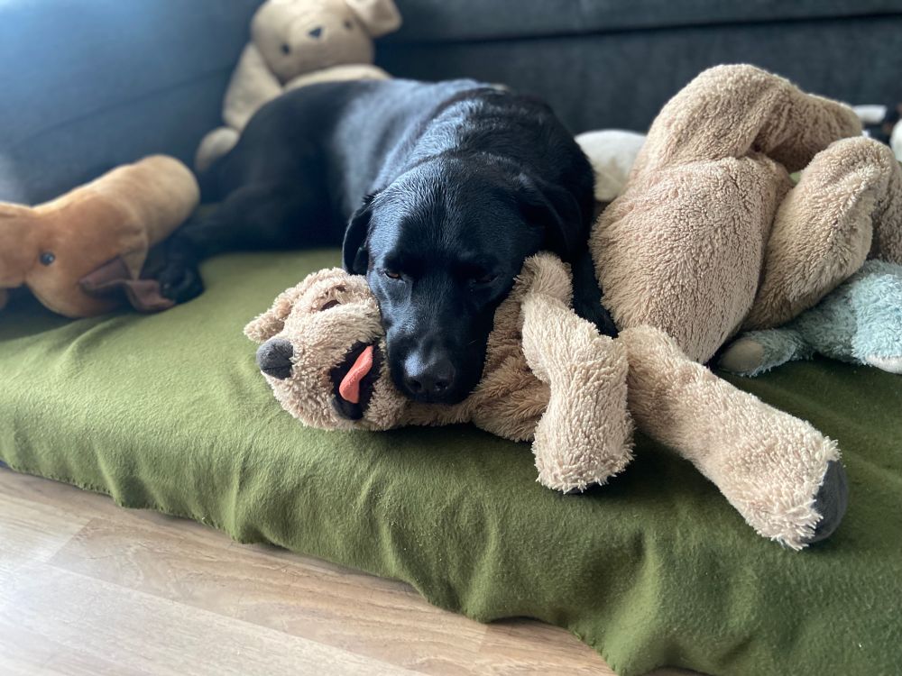 Labrador Vriend ligt na te genieten van zijn overwinning op de hondenknuffel-met-uitgestoken-tong die hij bekneld op de grond houdt met zijn hoofd en poot.