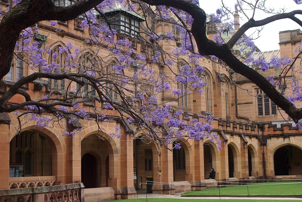 The jacaranda in the quadrangle at the University of Sydney blooming in October