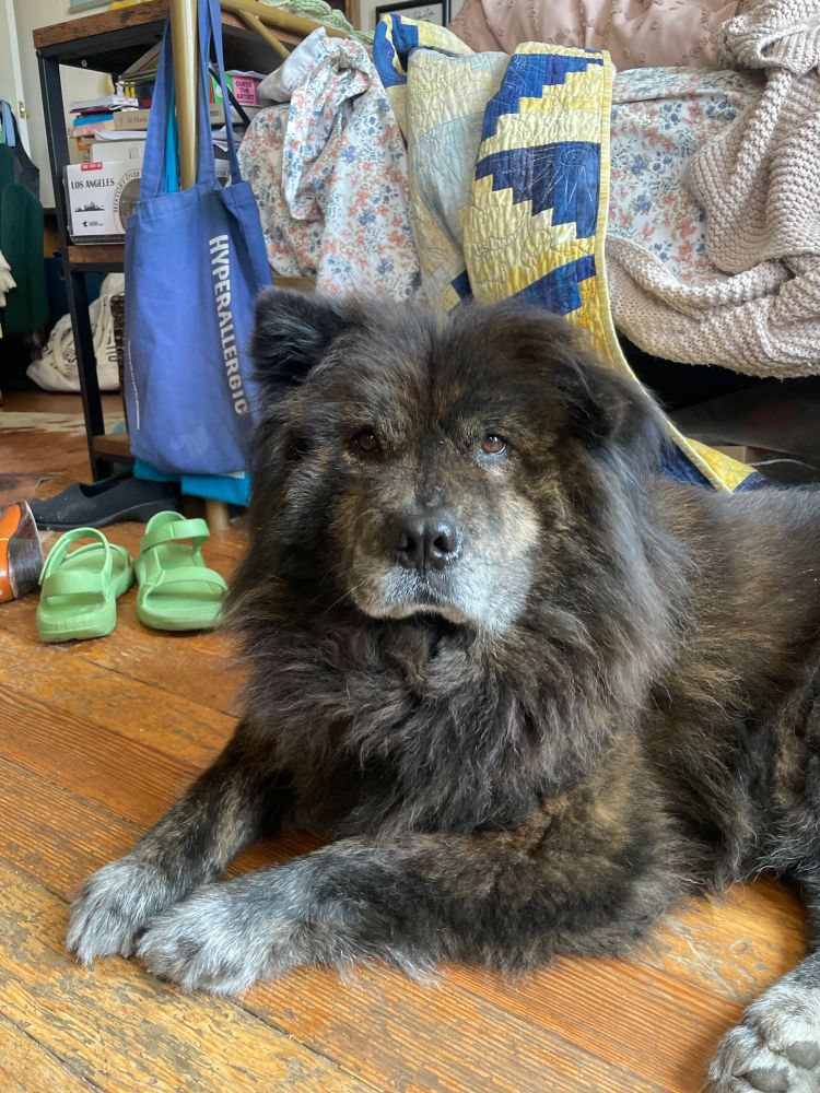 A majestic brindle Chow Chow named Flora Dog. Green Tevas and an unmade bed in the background