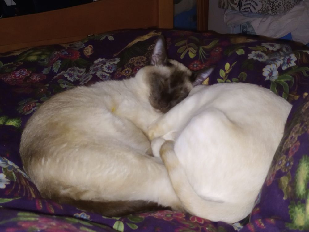 Two Siamese cats, one chocolate point, one flame point, curled up together on a bed. Only one head is visible, in the middle.