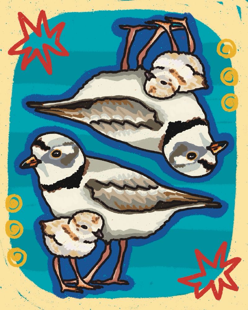Digital illustration of a Piping Plover and her baby
