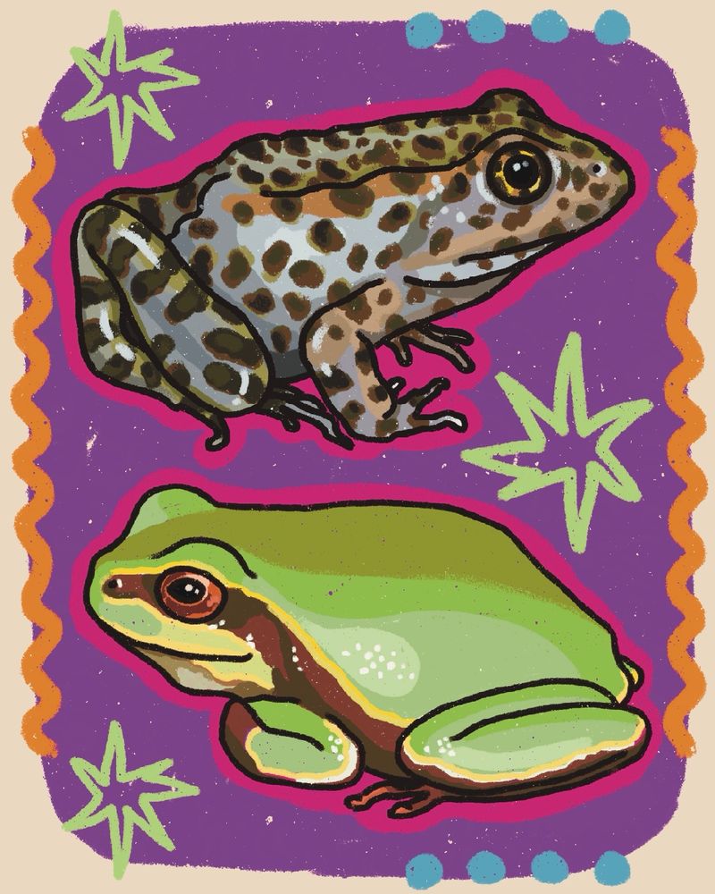 Illustration of a pine barrens tree frog and a gopher frog, two endangered South Carolina species 