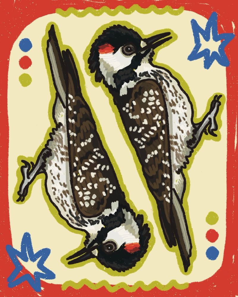 A digital illustration of two red-cockaded woodpeckers back to back, surrounded by a frame of bright red