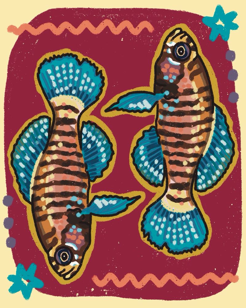 An illustration of two Carolina Pygmy Sunfish, an endangered species in the states of S.C. and N.C. 