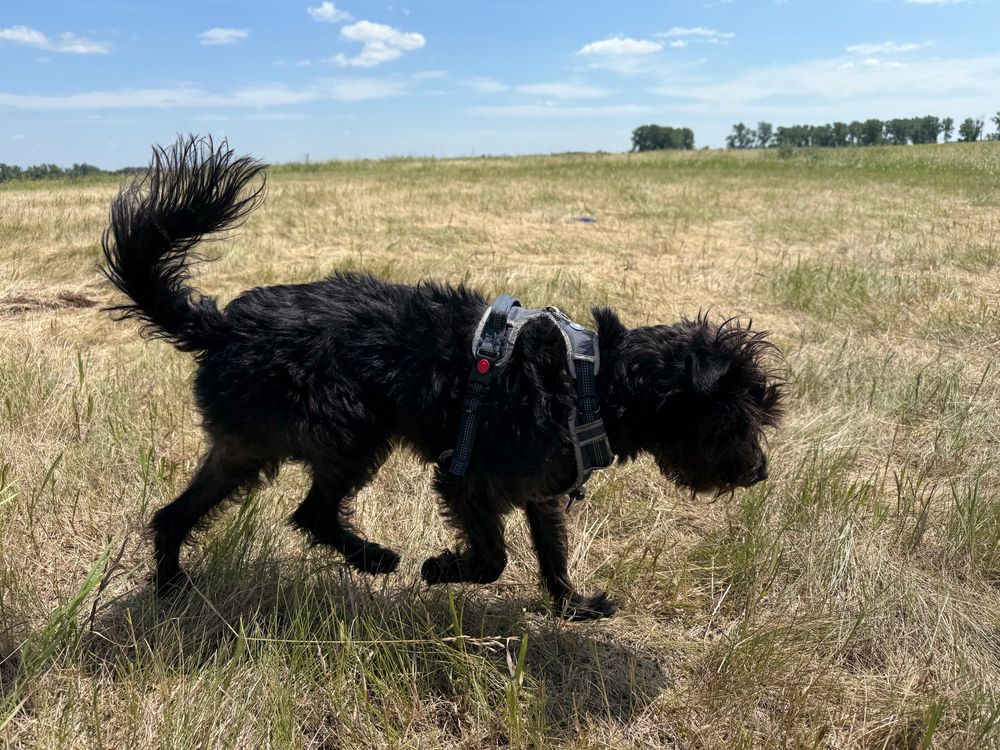 Black dog in a field with trees in the distant background and blue skies with scattered small clouds. 