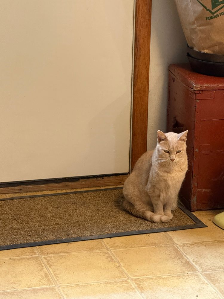 Light orange cat sitting on doormat in front of a door by a red chest. 