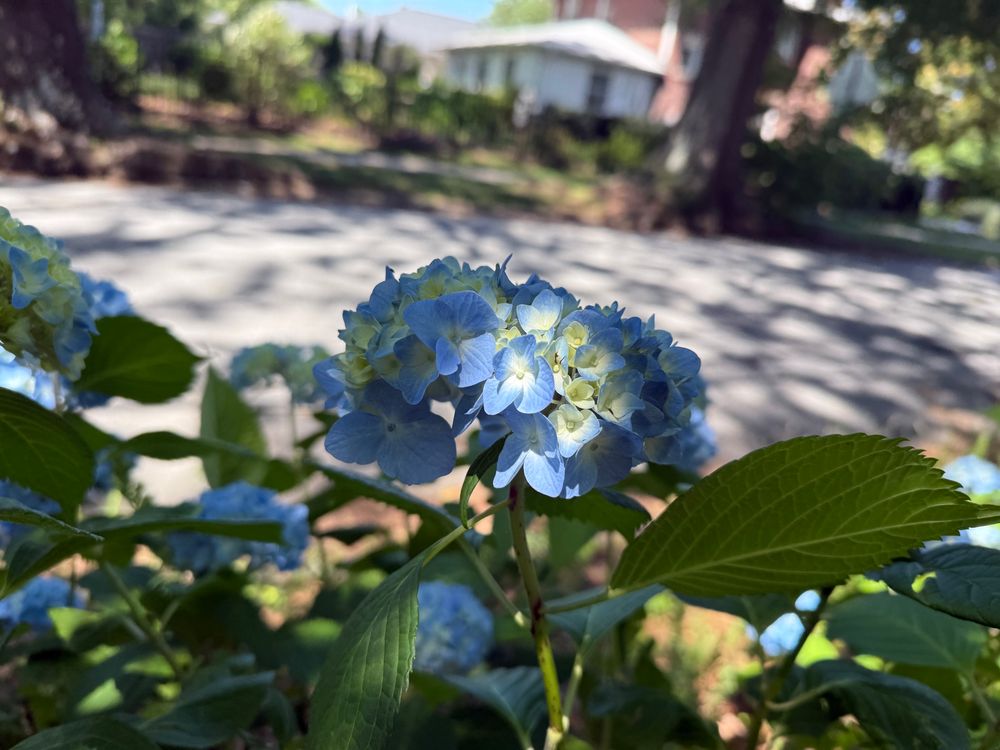 Light blue and white hydrangea with a road in the background 
