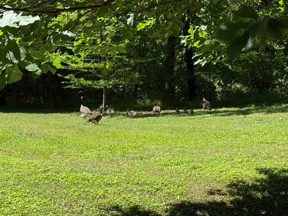 Baby and adult geese walk in a grassy field with threes in the background and branches in the foreground 