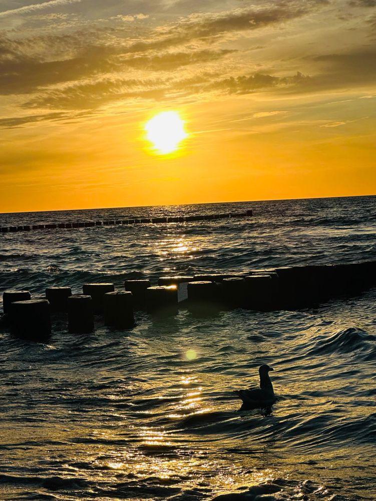 Untergehende Sonne über der Ostsee in Ahrenshoop. In der Bildmitte sieht man Buhnen, davor eine Möve im bewegten Wasser 