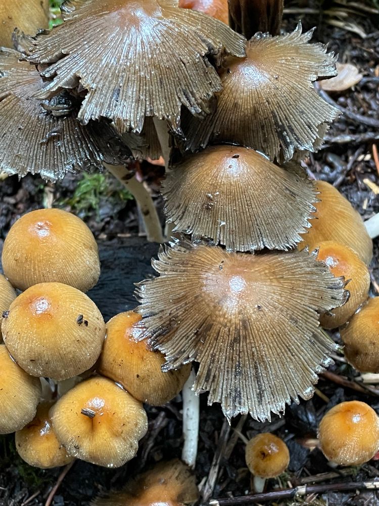 Mushrooms growing in the woods