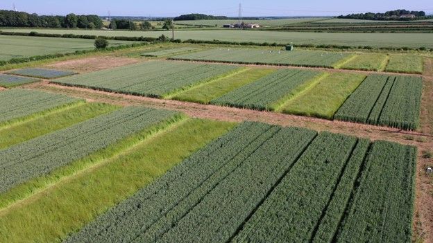 Regenerative agriculture trials at the University of Leeds farm.