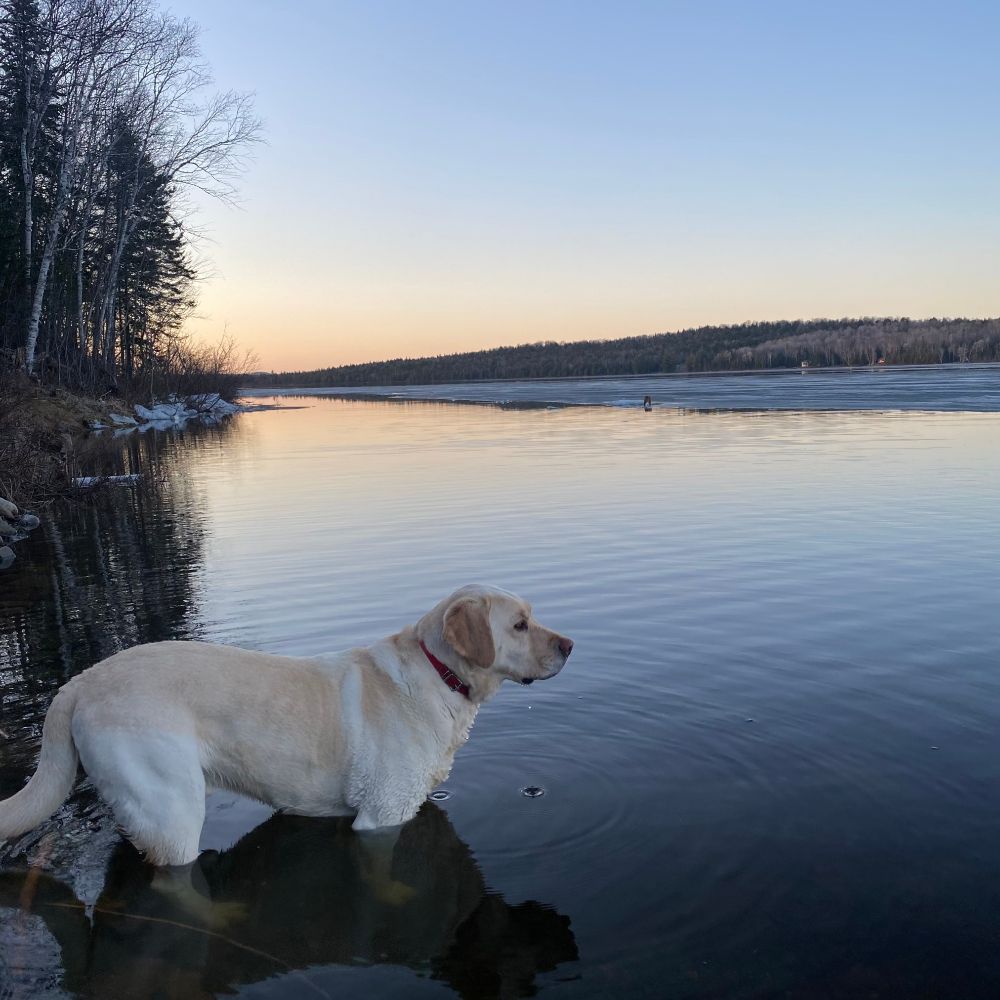 Semi frozen lake at sunrise with yellow lab standing up to his chest in water and looking across the lake.