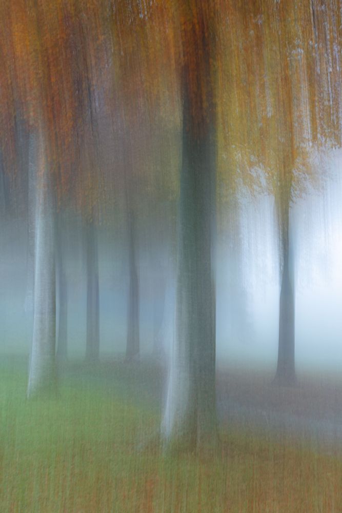 ICM image of a gorgeous tree in the fog at Moor Crichel in Dorset UK