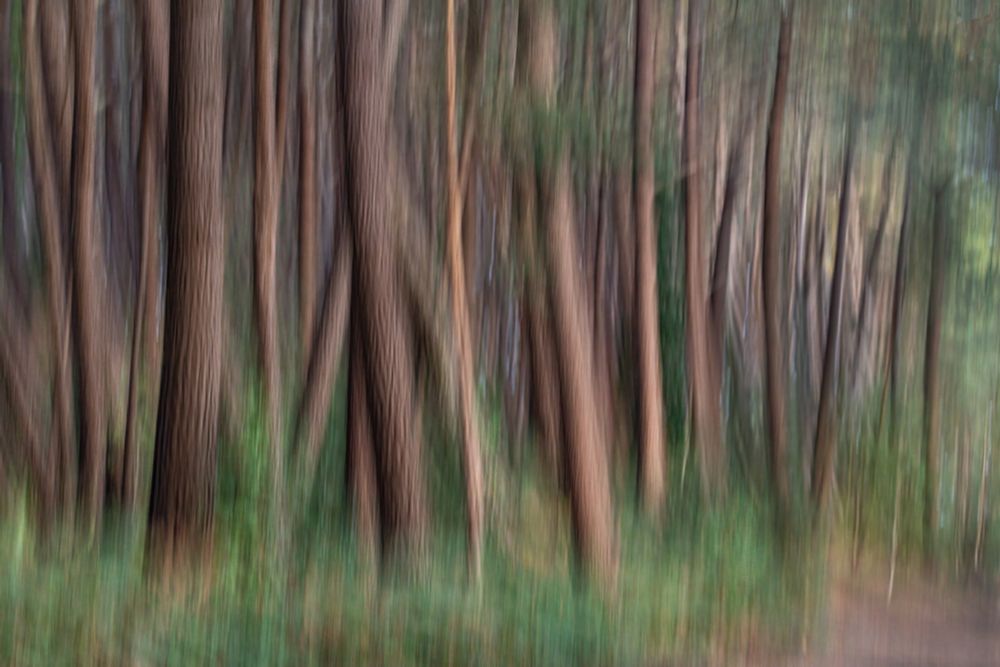 Last light in my local woods. ICM capturing the mood in blue hour. 15th of a second, 100mm, f5.6 640iso
