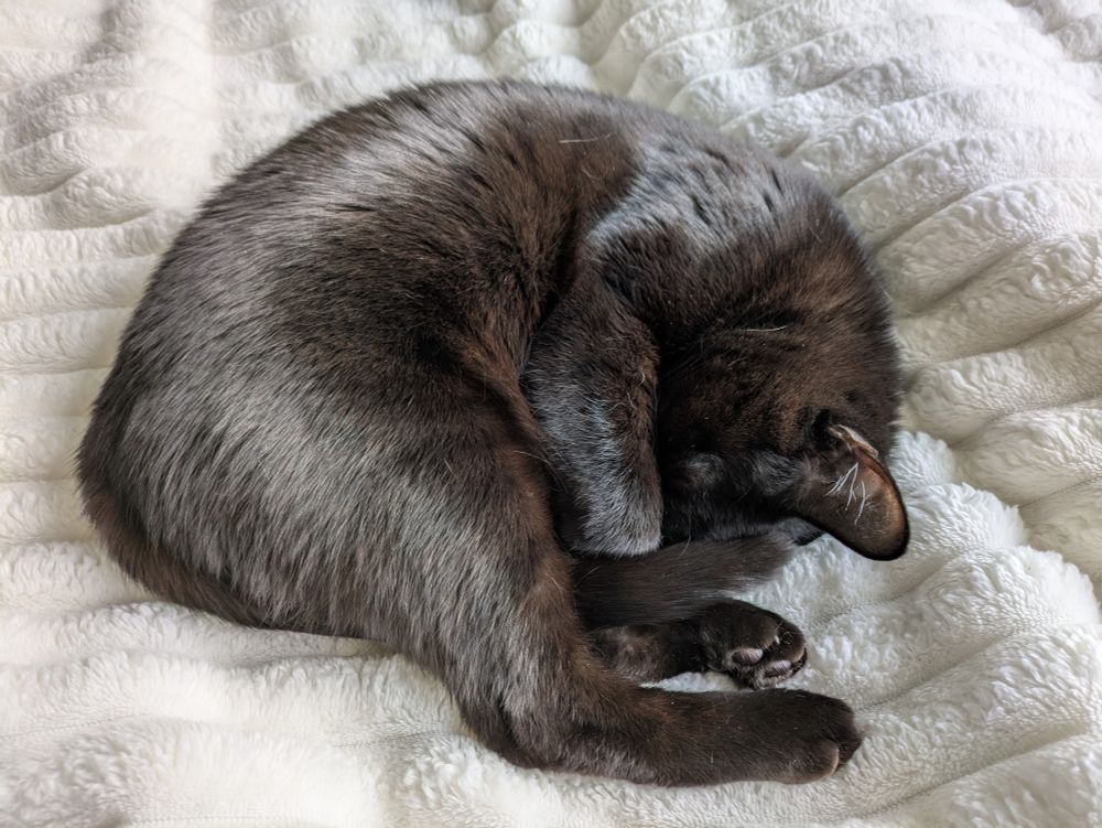 A black cat on a fuzzy white blanket curls up tightly in a ball while covering her face with her paws and tail.