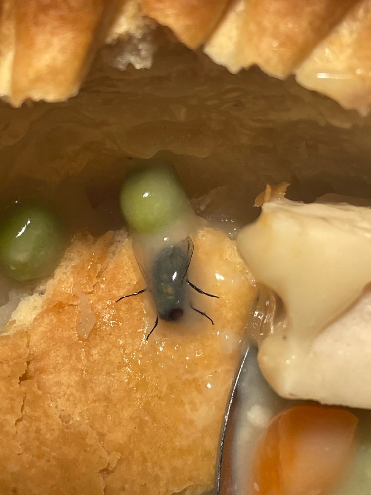 A close up picture of a chicken pot pie, highlighitng the dark shape of a fly that was found inside the pie after it had been cooked. Clearly failed to get out of the way when the pie was being prepped at the factory and took the ride all the way to my supper table ruining my delicious dinner.