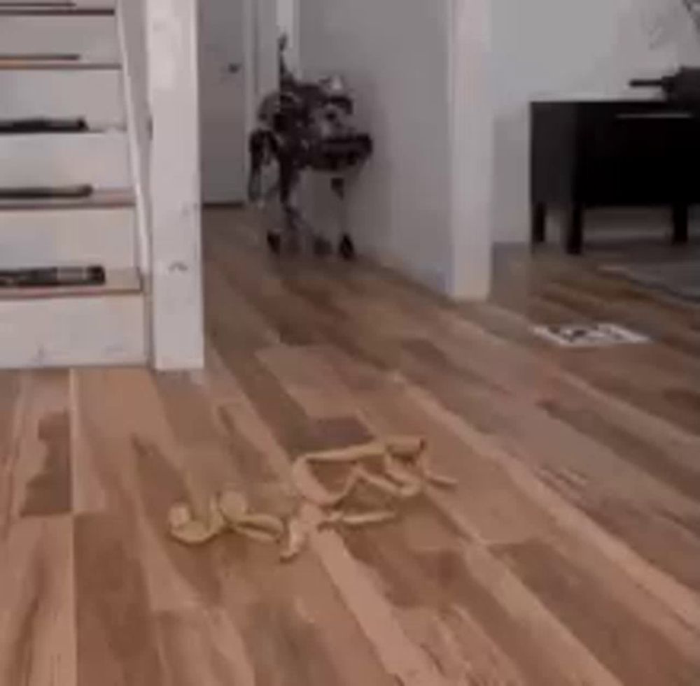 a dog is walking on a wooden floor in a living room next to a staircase .