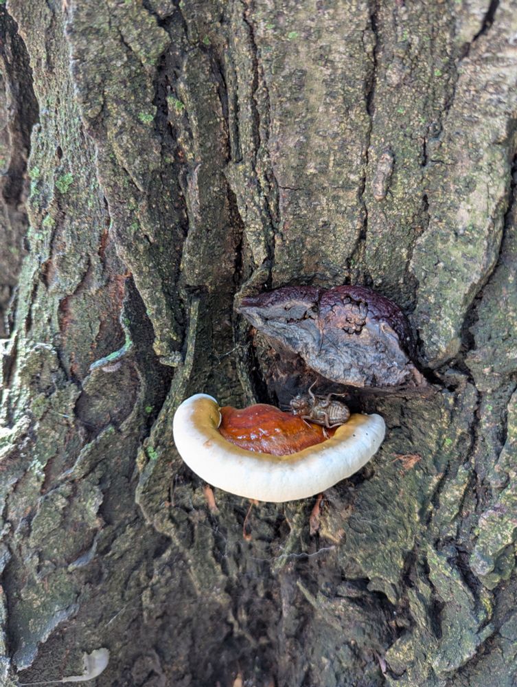 Reishi mushrooms on a black locust tree. One old, dried out and darkened, above a new fruiting body growing aggressively in ideal weather, also cradling an empty cicada shell.