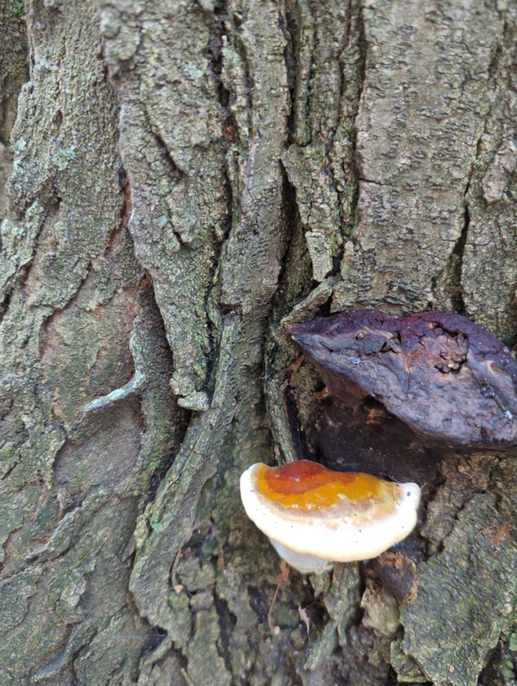 Reishi mushroom growing on a live black locust tree bark near the ground.
