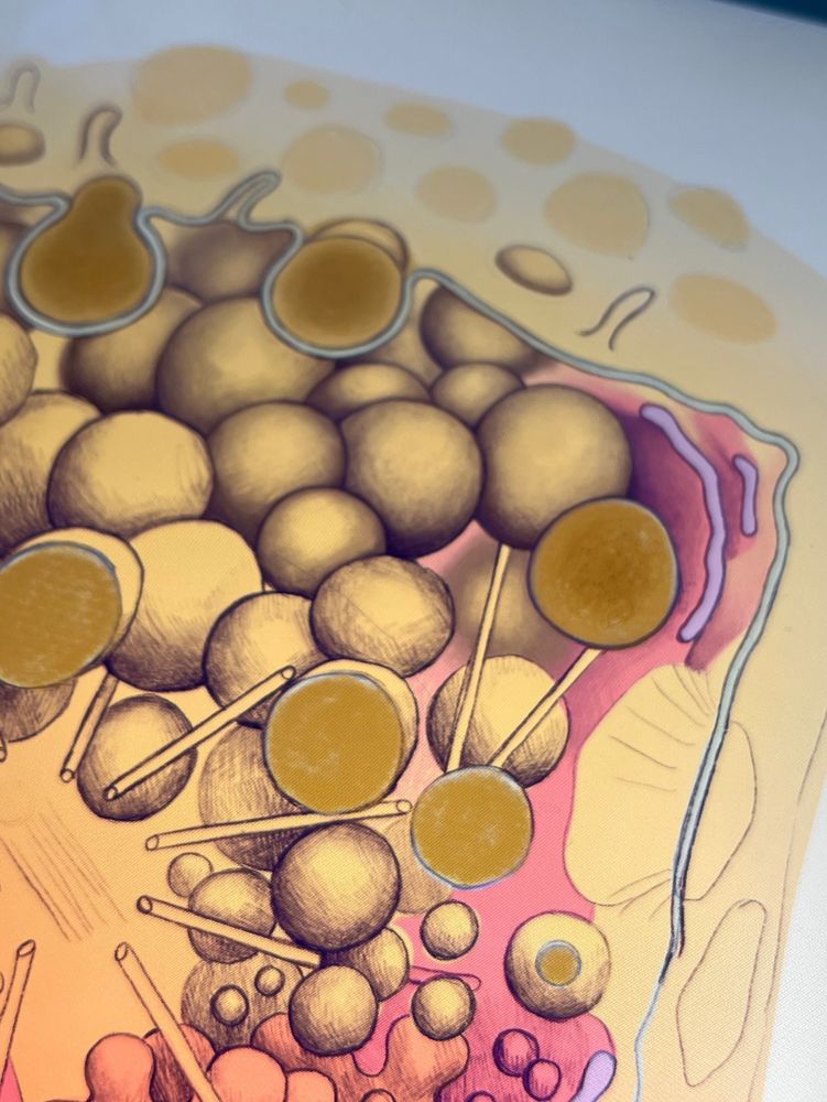 Photo of an unfinished digital drawing depicting some sort of secretory cell, secreting lumpy yellow spheres