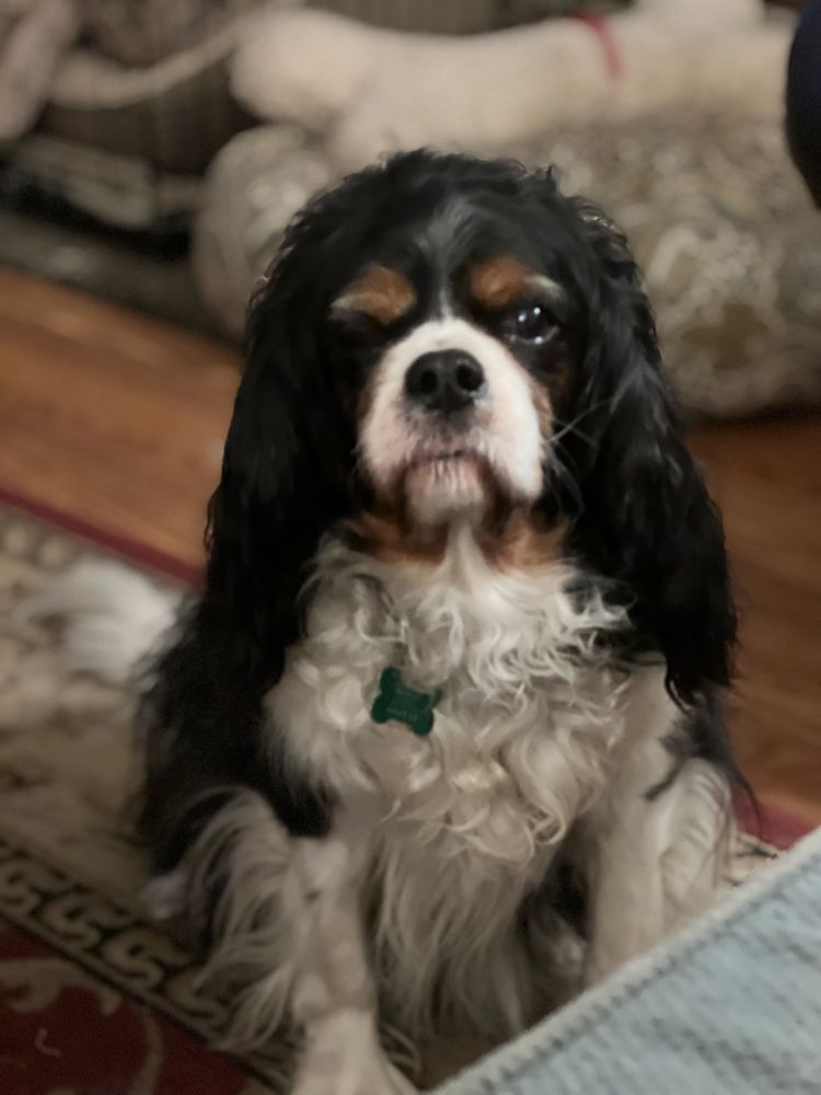 Cooper, a tricolor Cavalier King Charles, stares into camera.
