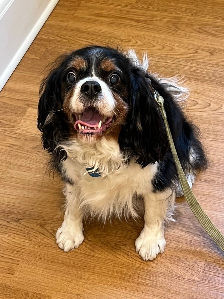 Cooper, a Cavalier King Charles spaniel, smiles happily.