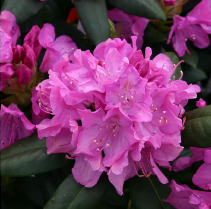 A lavender-coloured Rhododendron blossom.