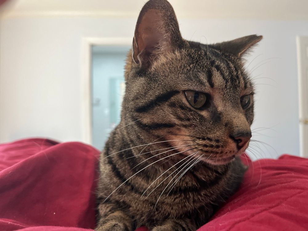 A grey tabby on red blanket. 