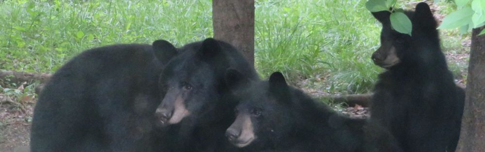 Probably in late spring, a mom black bear to the left in the photo with 2 of her cubs to the right (they are fairly big, not babies, probably would be considered adolescents if they were human). Mom seems to be over 100 pounds, the cubs probably over 60 pounds. Trunks of young maple trees near them. 