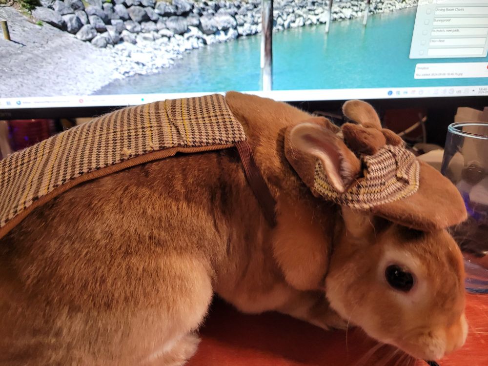 Cherry, a light orange-brown bunny, stands on a desk wearing a Sherlock Holmes costume, with a computer screen behind her.