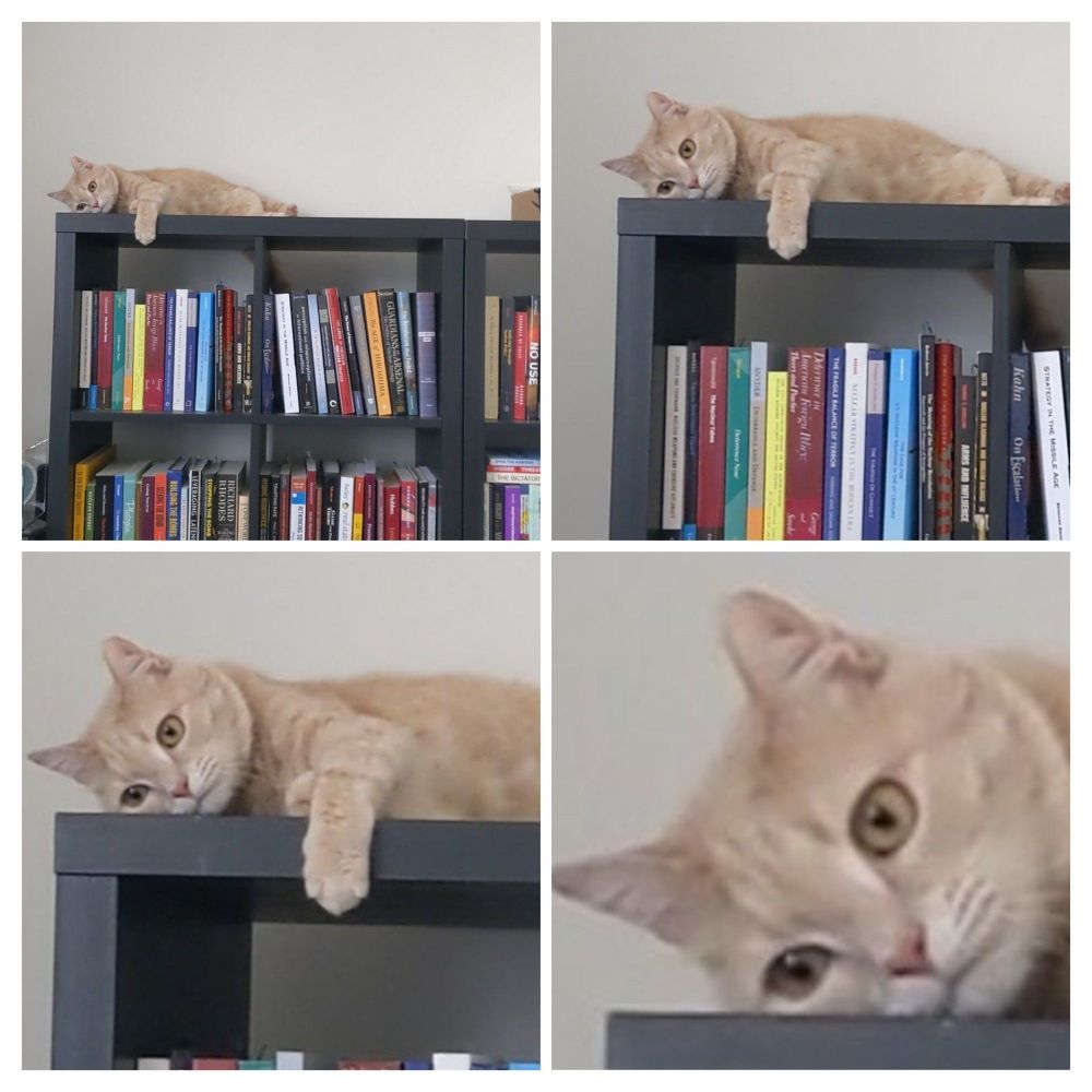 four images of my cat resting on a bookshelf with a blank stare. each photo zooms in more.